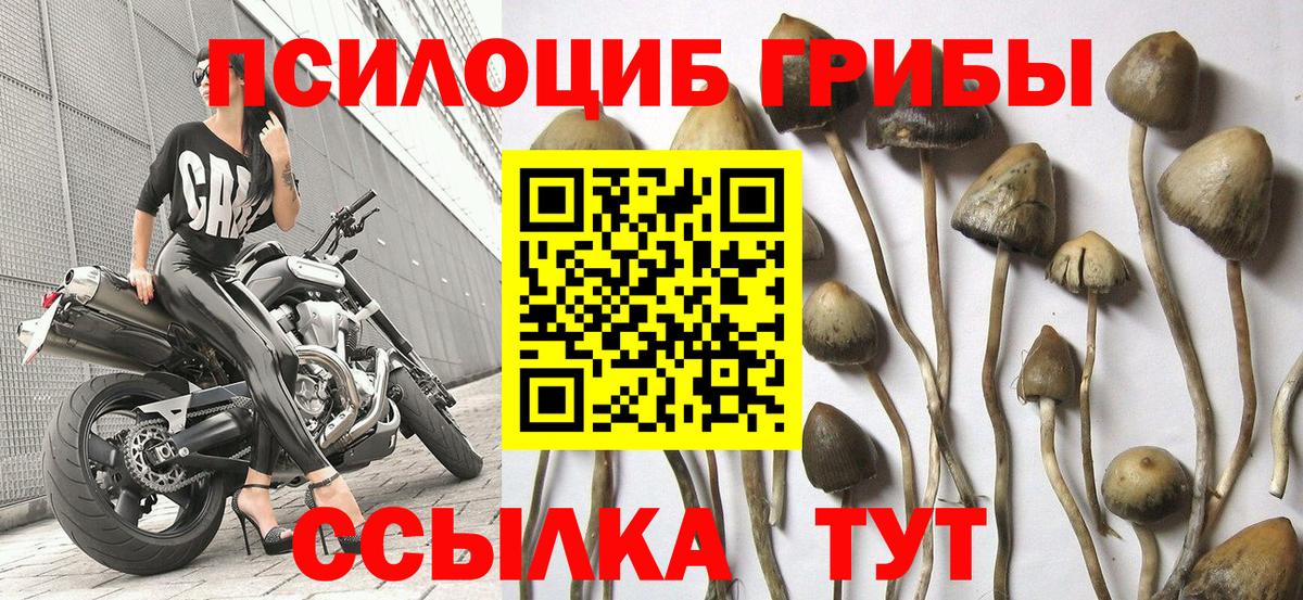 Псилоцибиновые грибы GOLDEN TEACHER Барнаул