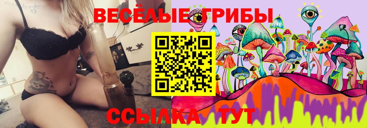 Псилоцибиновые грибы Psilocybe  как найти   Барнаул 